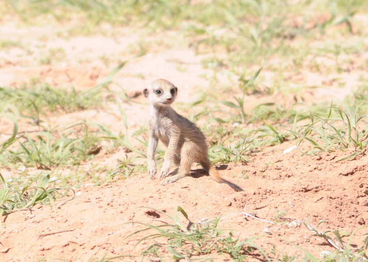 small baby meerkat standing on the ground