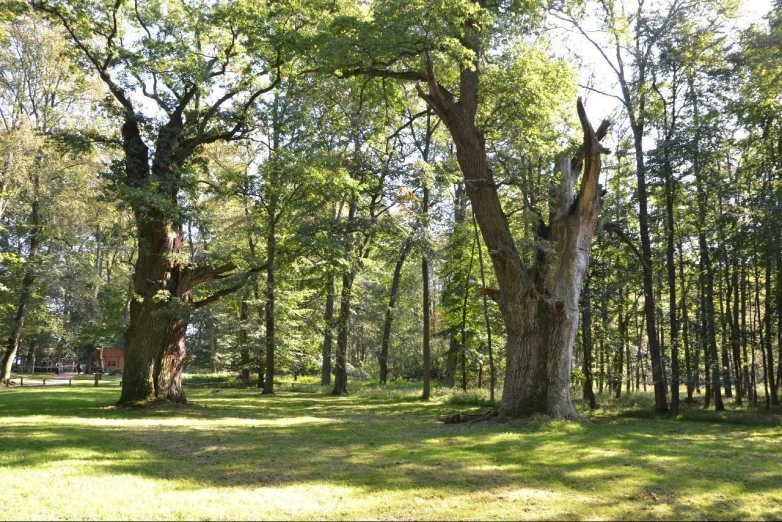 trees and grass in the middle of a green field