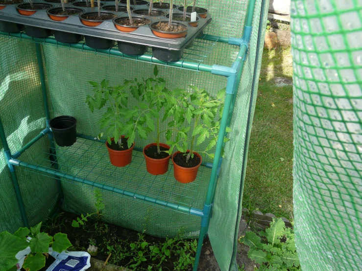 small plant pots on a green rack above a bunch of plants