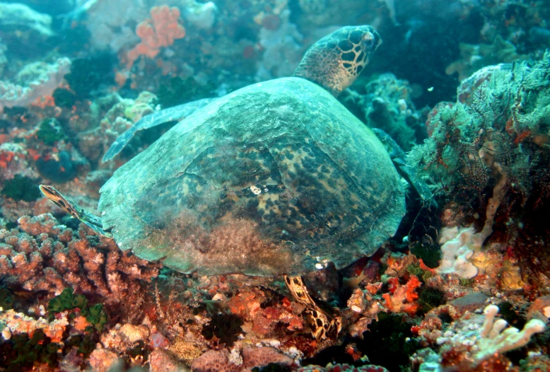 a large turtle is swimming among the coral