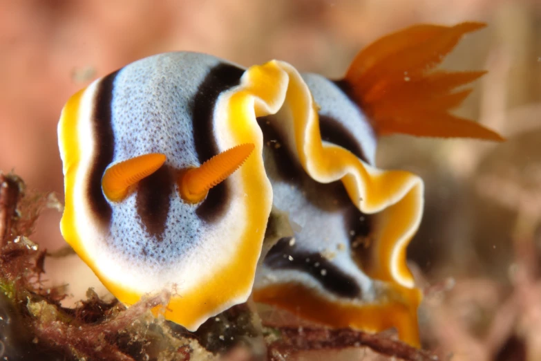 an underwater animal with yellow and black accents and a tail