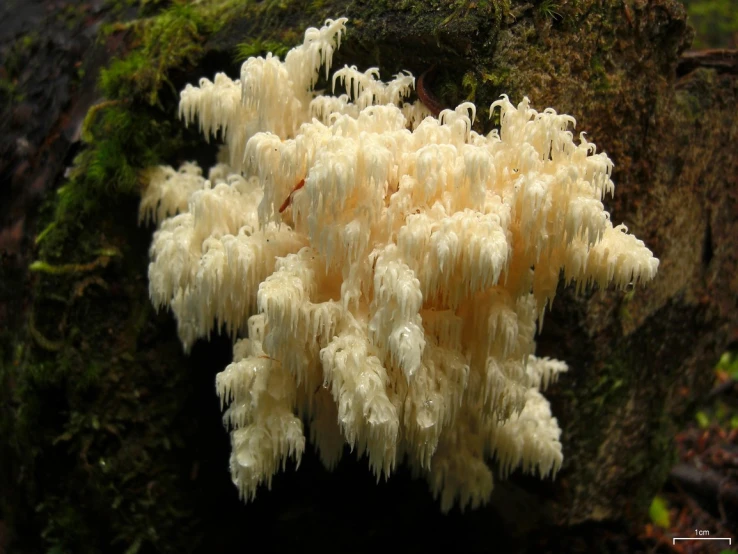 a close up of a plant that is growing