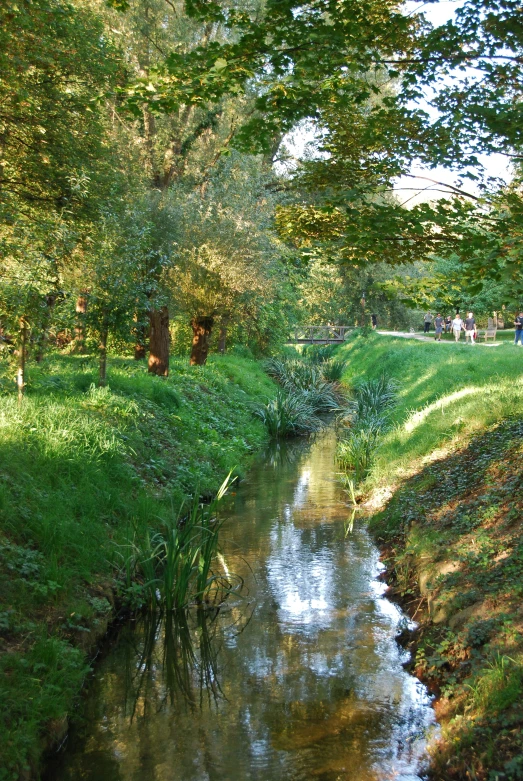 a creek flowing through a lush green forest