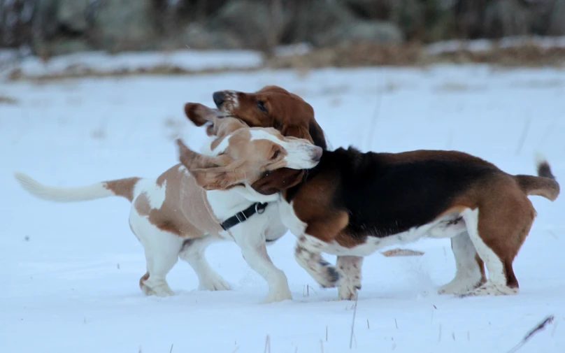 there are two dogs that are playing in the snow