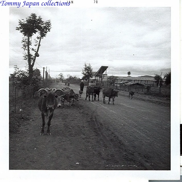 a group of cows walking down a road