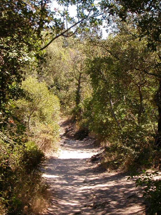 a dirt path with trees and leaves leading in the distance