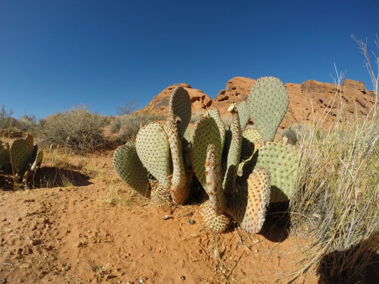 several green cactus plants in the dirt