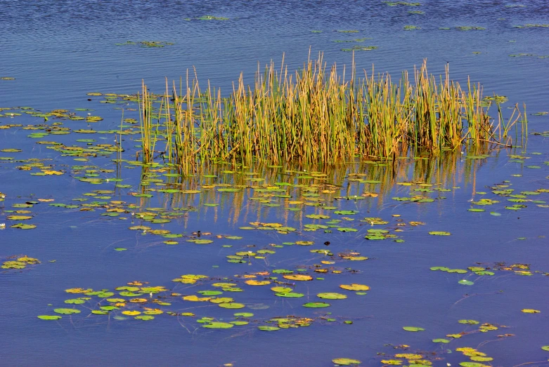 plants in the water with yellow leaves growing off it