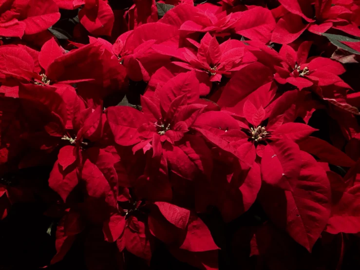 a bunch of red poinsettias are laying out