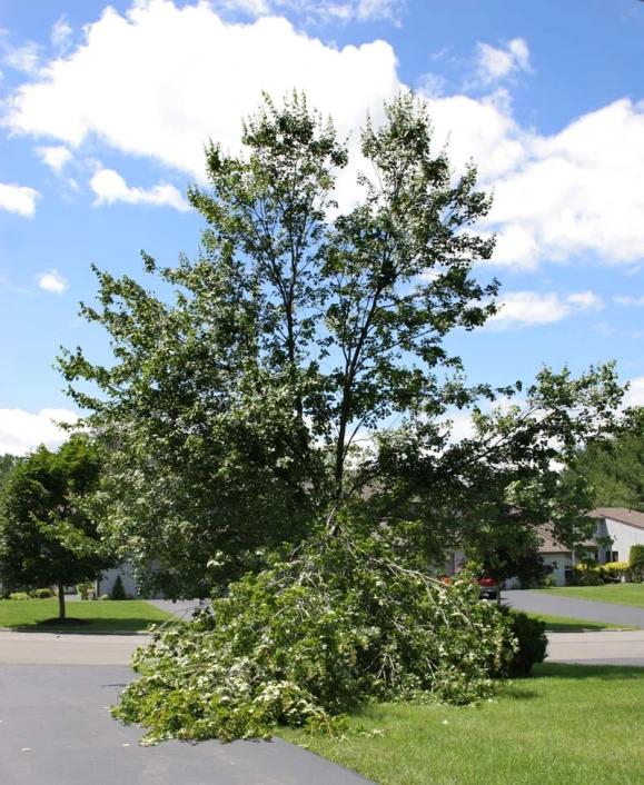 a fallen tree on the side of the road