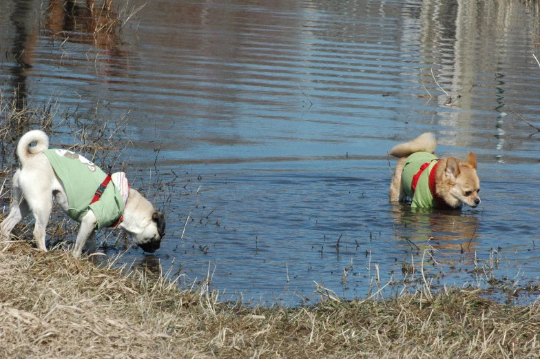 two dogs in vests wading on the water