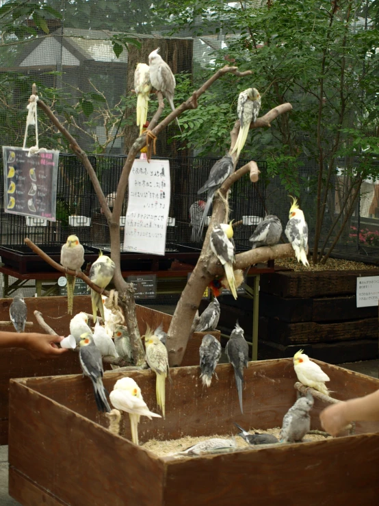 a group of birds perched on nches inside of an enclosure