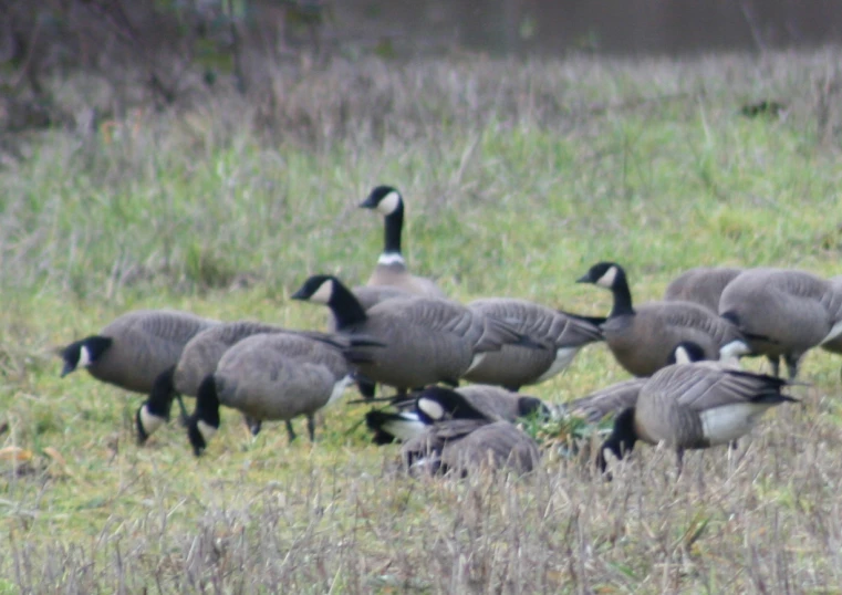 the geese are standing together in a field