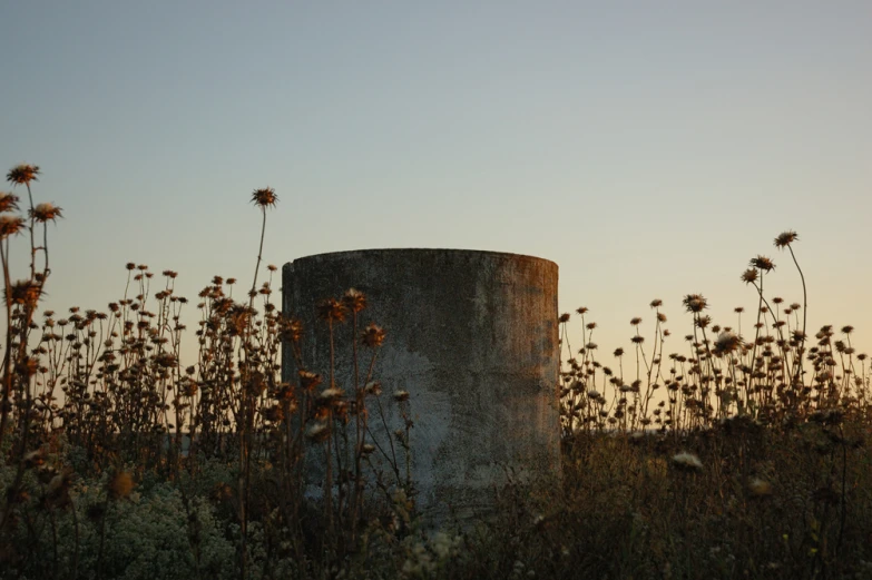 the tall plants are growing around the water tower