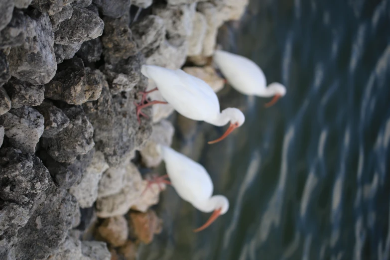 three white birds standing on some rocks near the water