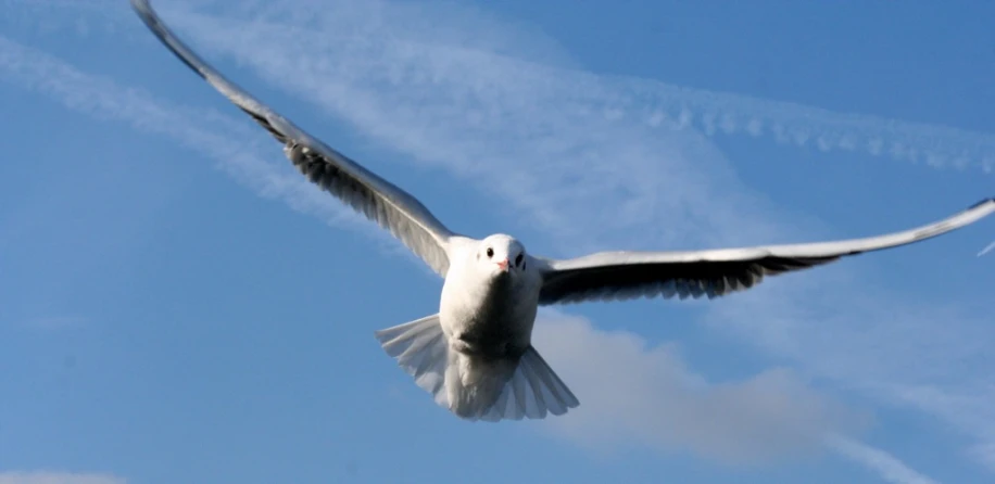 a white bird flies through the air in the sun