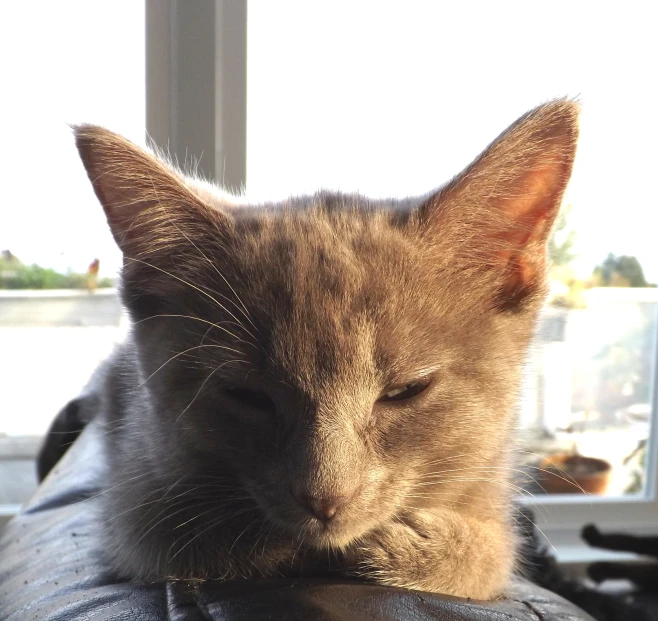 a cat that is laying down on a couch