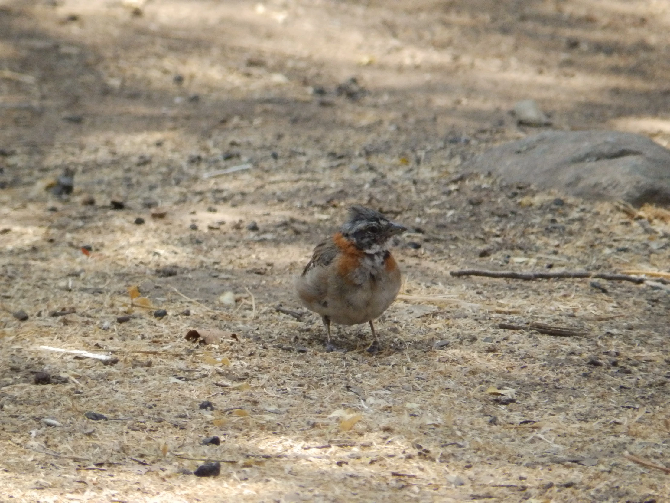 a bird standing on a dirt road and dirt road with grass