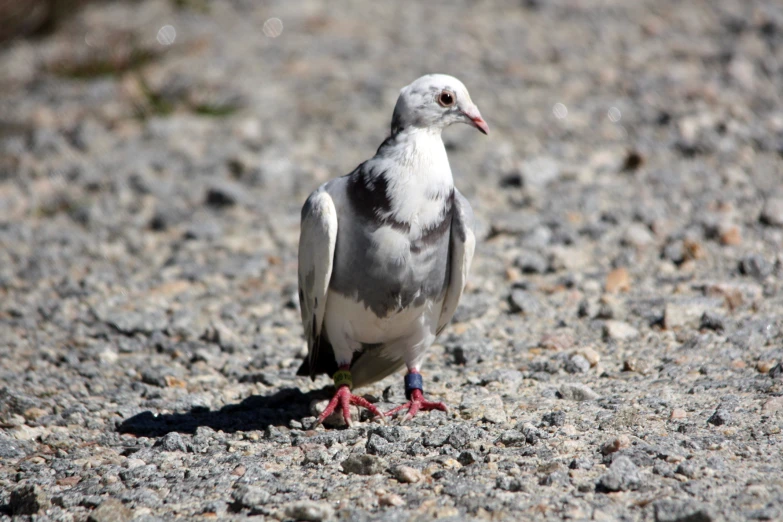 the bird is sitting on the gravel near the rocks