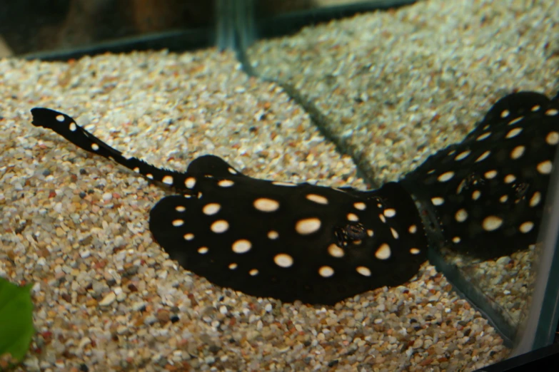 a fish with small dots on its body in an aquarium