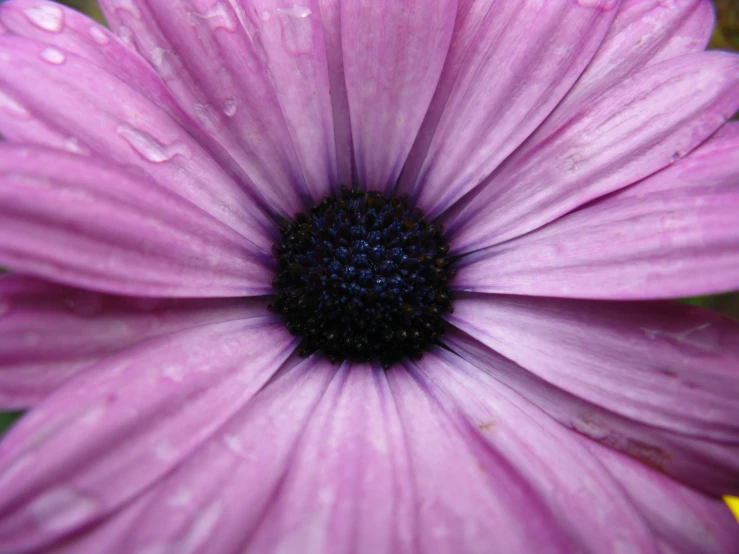 a close up of a very pretty pink flower