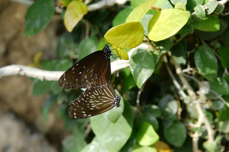 two erflies perched on a nch by some leaves