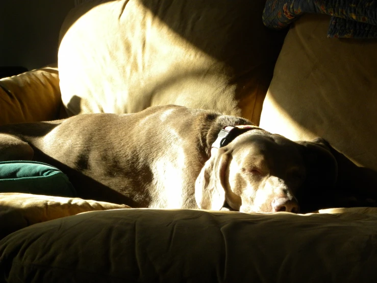 an adorable dog lays on his side on the couch
