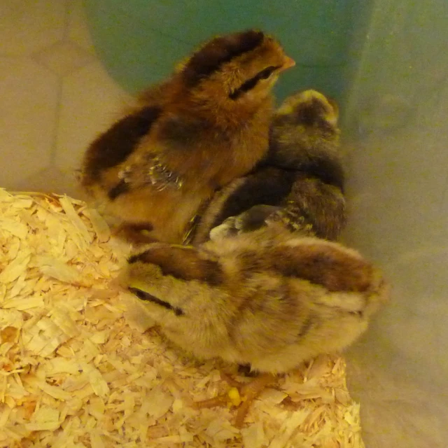 three small birds are resting on a pile of shredded wood