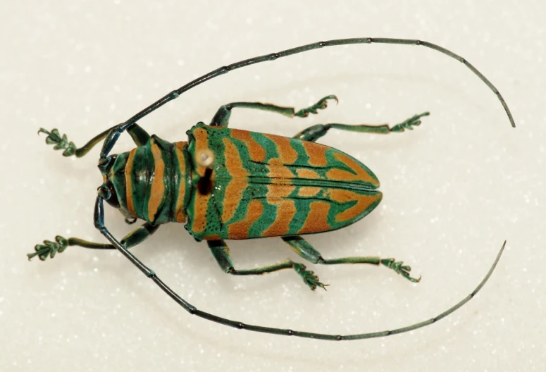 a colorful bug sitting on top of a white table