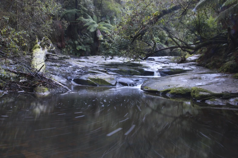 a small stream in the middle of a forest