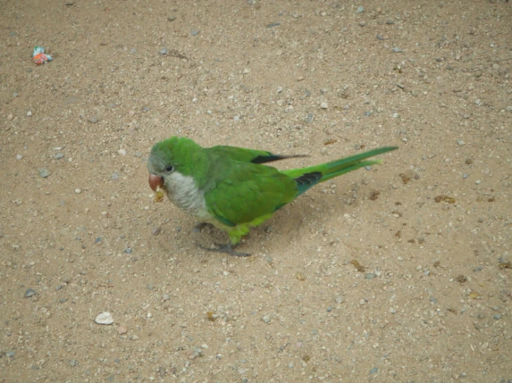 the green bird is eating from its beak