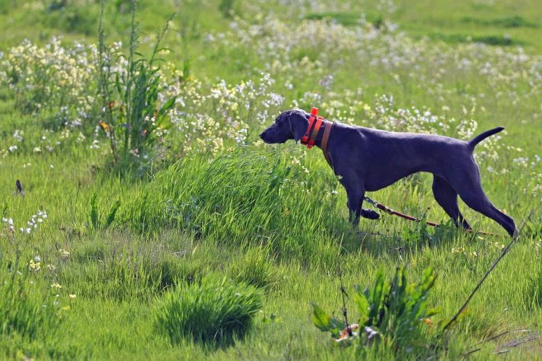 a dog walking through a green field of tall grass