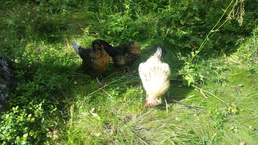 two chickens, one black and the other red, walk through the grass