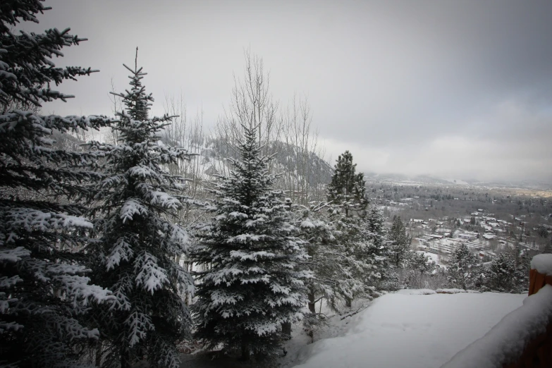 snow covered evergreen trees line the mountain side