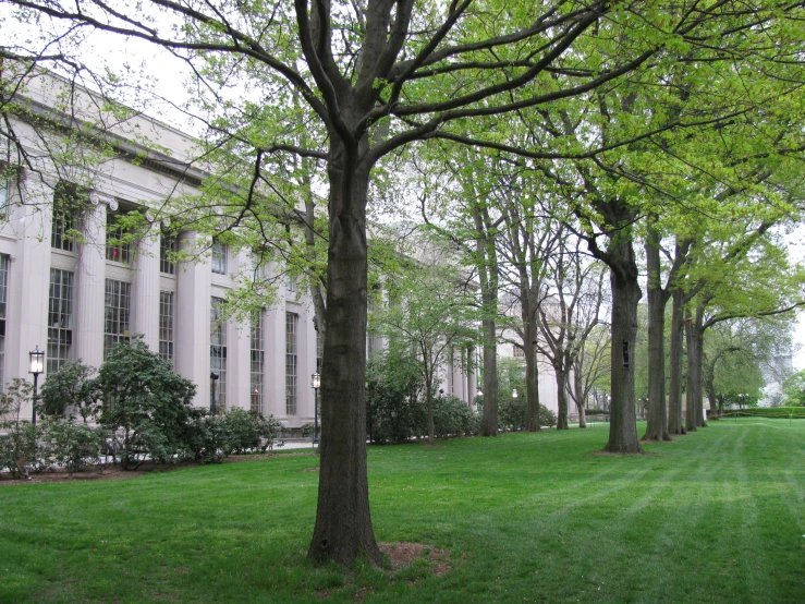 the walkway between several rows of trees lined with columns