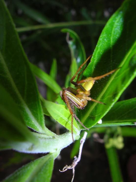 an insect on the edge of a green plant