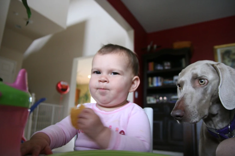 a small baby and a dog eating at a table