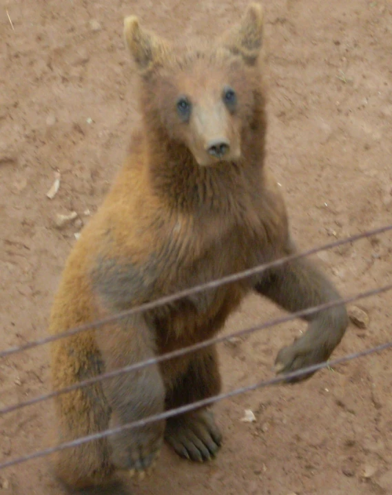 a bear is sitting behind a wire fence