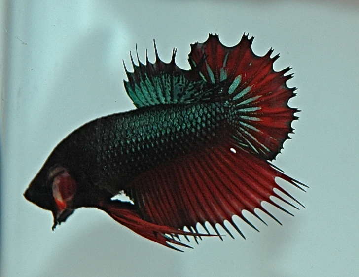 a very colorful red and green fish that is inside of some water