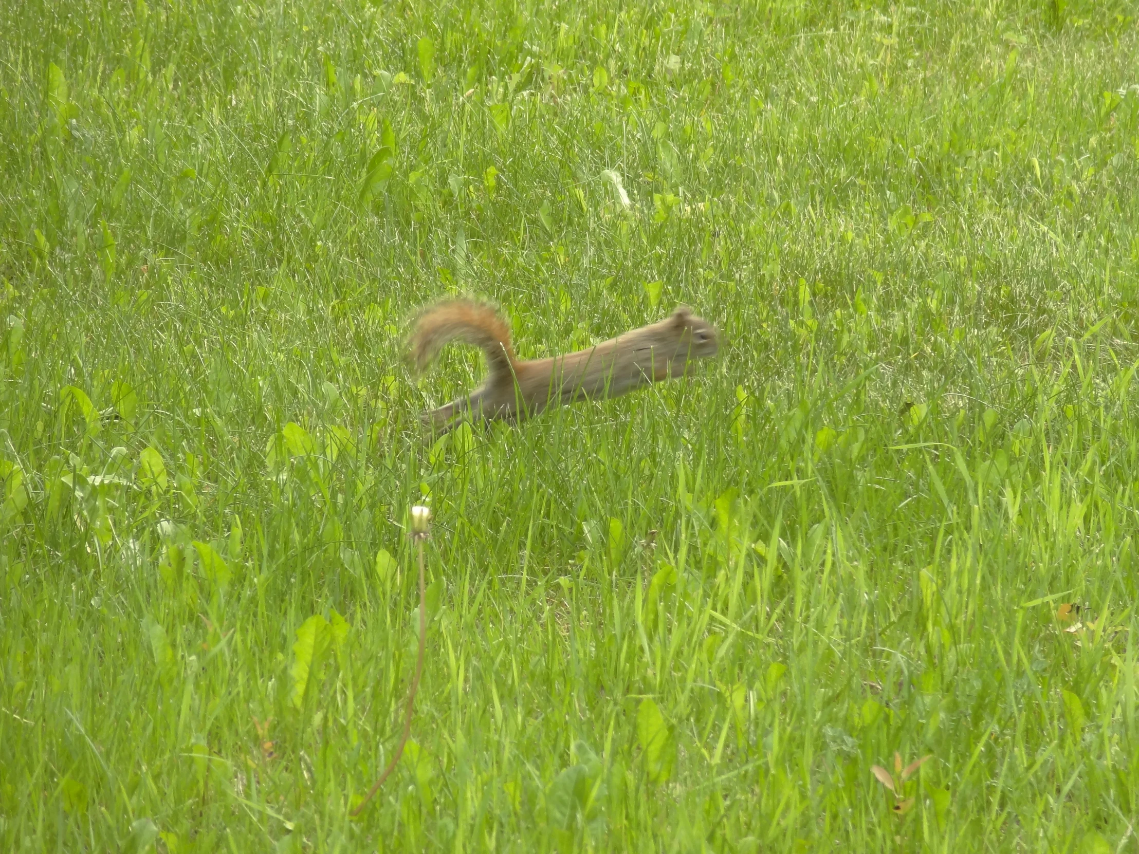 a squirrel sitting in the middle of the tall grass
