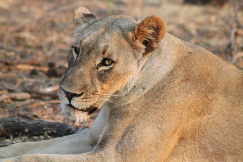 a lion with a concerned look lying down