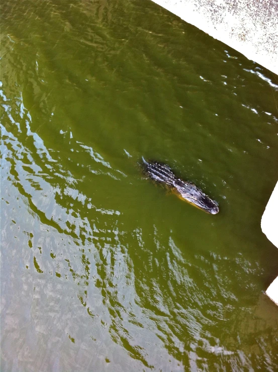 a alligator swimming in the water next to rocks