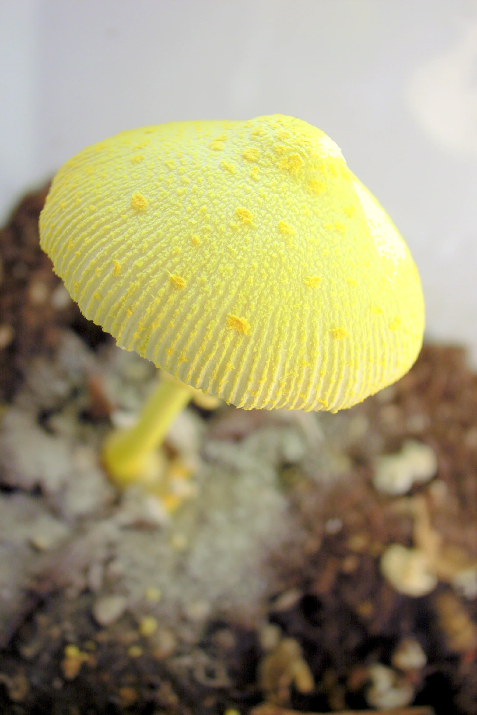yellow mushroom growing out of dirt in front of white wall