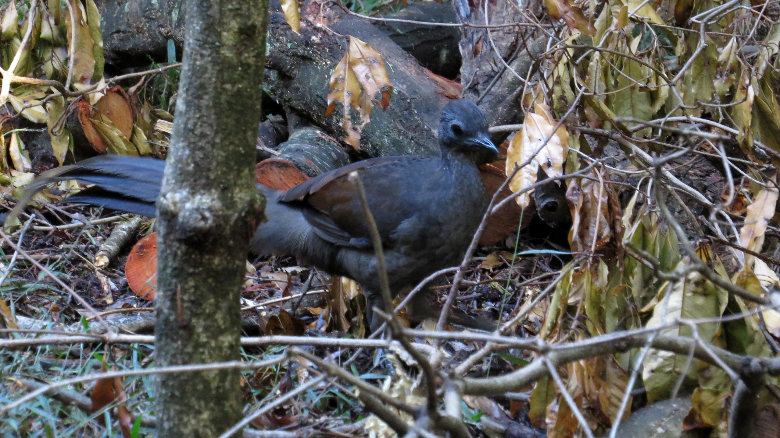 a bird is standing in the trees on its hind legs