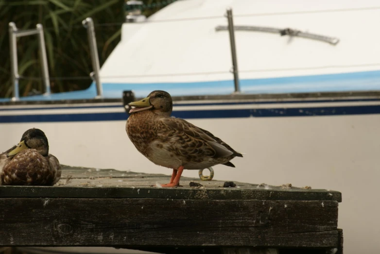 two ducks are sitting on the end of a dock