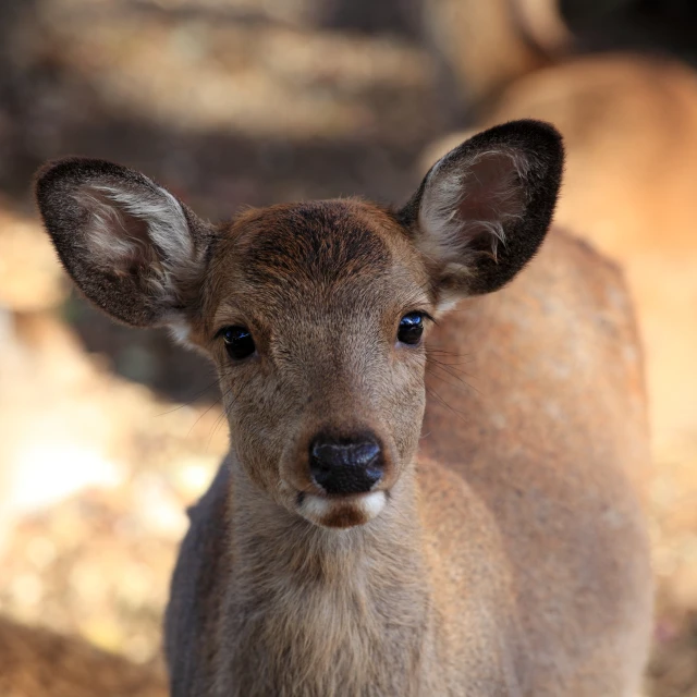 a baby deer looks in the camera lens