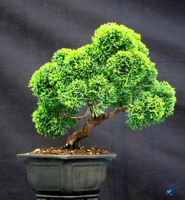 small tree in pot with plant in front of dark backdrop