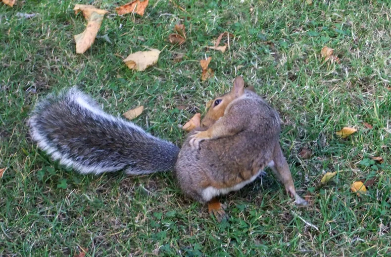 two squirrels sitting on top of grass near a tree