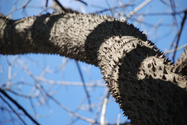 there are trees with bark and no leaves