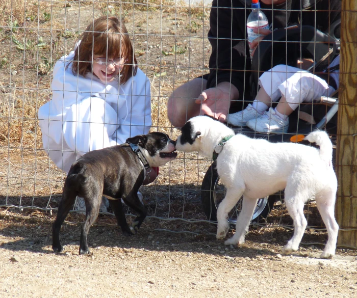 the children are feeding three small goats